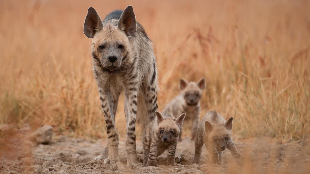Committees formed to manage Tamil Nadu Endangered Species Conservation Fund – The Hindu